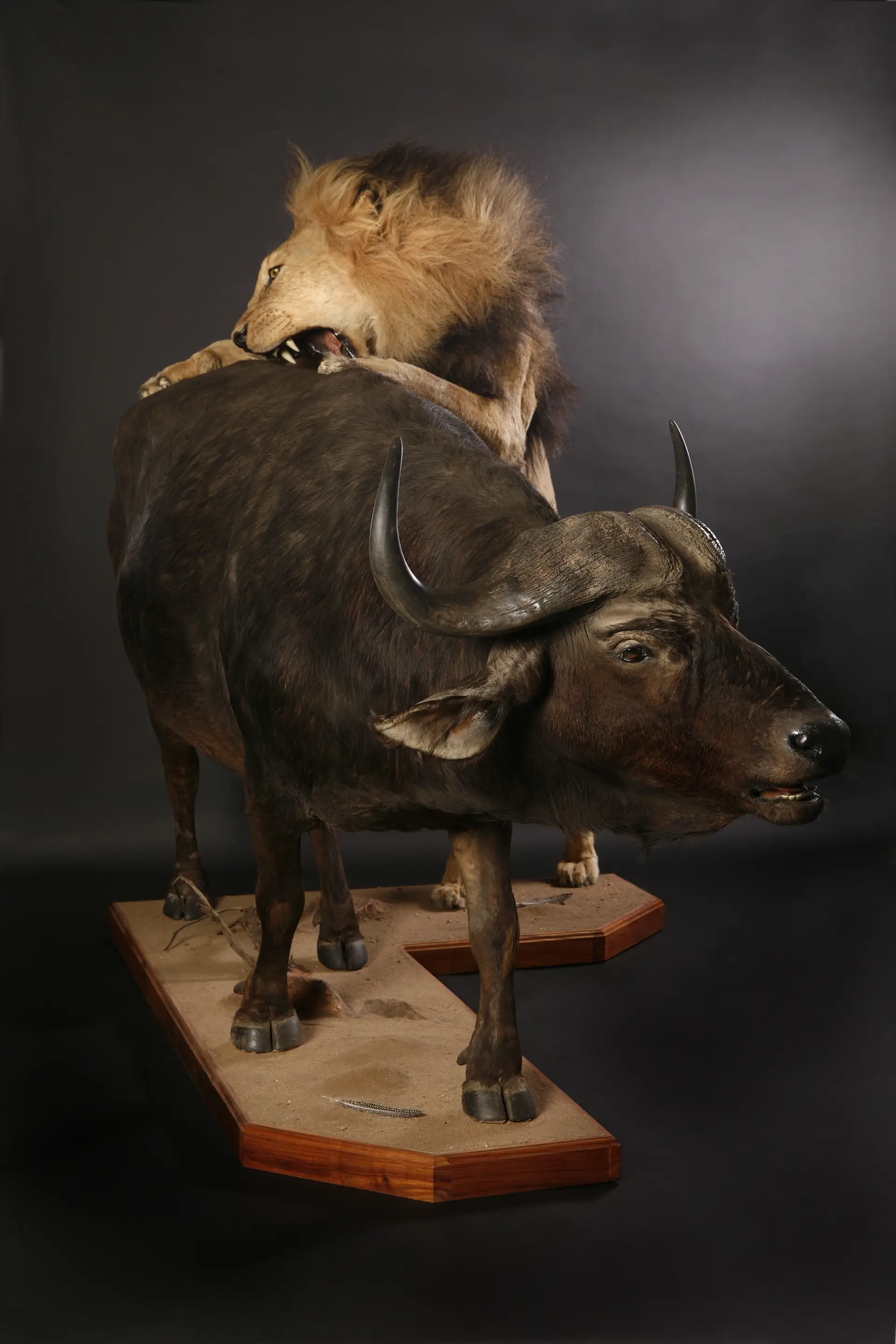 Lion and Buffalo scene — Highveld Taxidermists